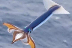 Hlapljivi lignjak - pogsal skakači